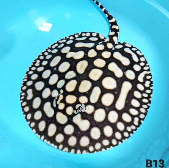 Super Spot Black Diamond Stingray (Potamotrygon leopoldi)