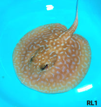 Load image into Gallery viewer, Albino Red Lucy Pearl Hybrid Stingray (Potamotrygon jabuti sp)

