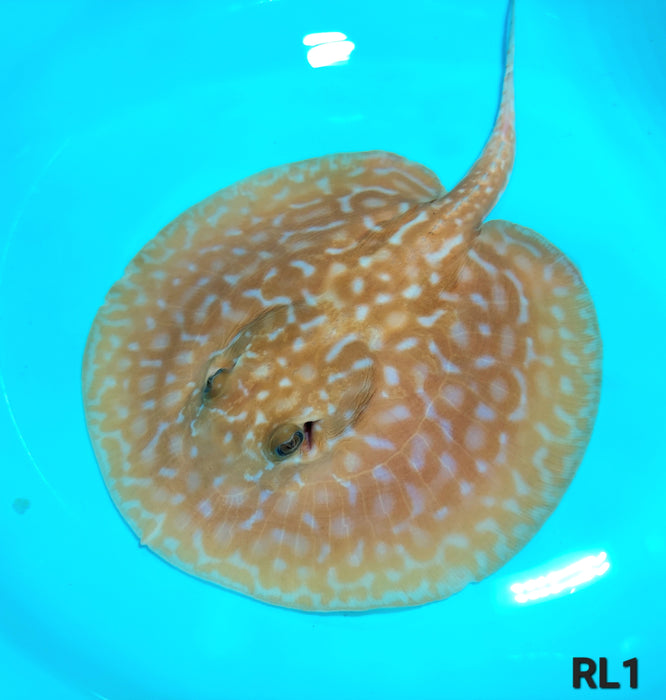 Albino Red Lucy Pearl Hybrid Stingray (Potamotrygon jabuti sp)