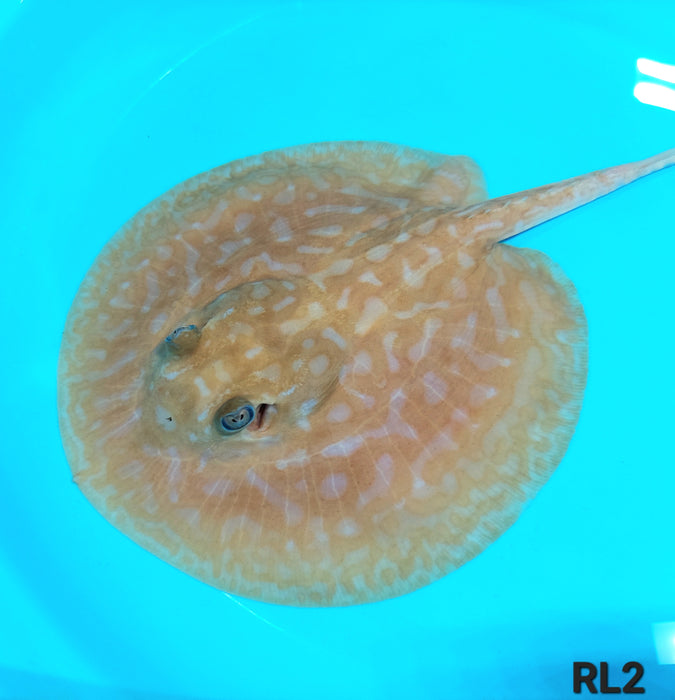 Albino Red Lucy Pearl Hybrid Stingray (Potamotrygon jabuti sp)