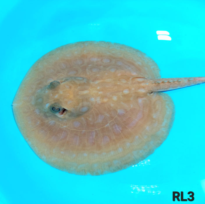 Albino Red Lucy Pearl Hybrid Stingray (Potamotrygon jabuti sp)
