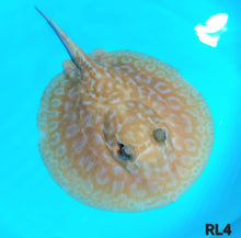 Load image into Gallery viewer, Albino Red Lucy Pearl Hybrid Stingray (Potamotrygon jabuti sp)
