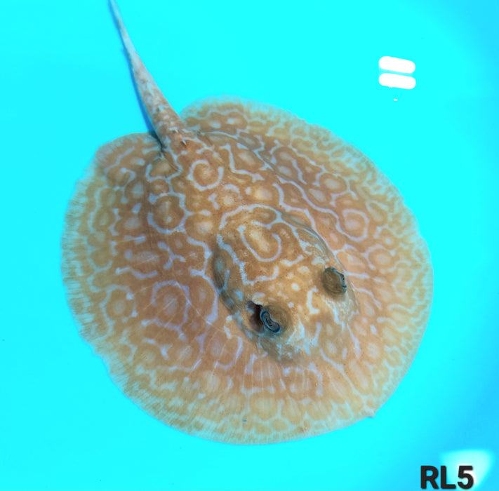 Albino Red Lucy Pearl Hybrid Stingray (Potamotrygon jabuti sp)