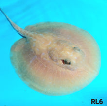 Load image into Gallery viewer, Albino Red Lucy Pearl Hybrid Stingray (Potamotrygon jabuti sp)
