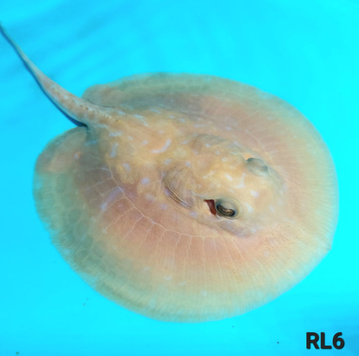 Albino Red Lucy Pearl Hybrid Stingray (Potamotrygon jabuti sp)