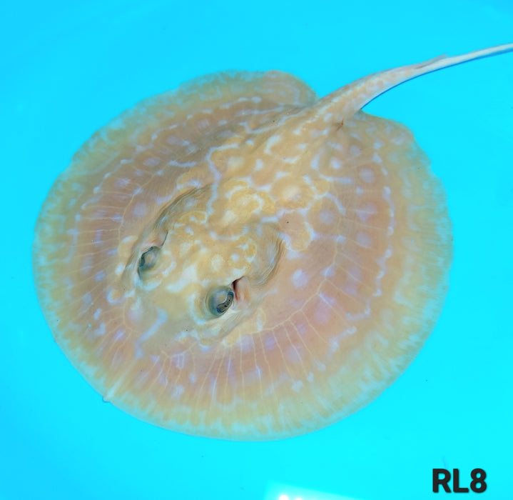 Albino Red Lucy Pearl Hybrid Stingray (Potamotrygon jabuti sp)