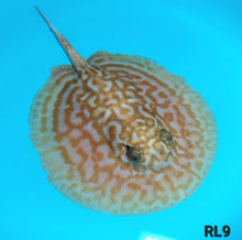 Load image into Gallery viewer, Albino Red Lucy Pearl Hybrid Stingray (Potamotrygon jabuti sp)
