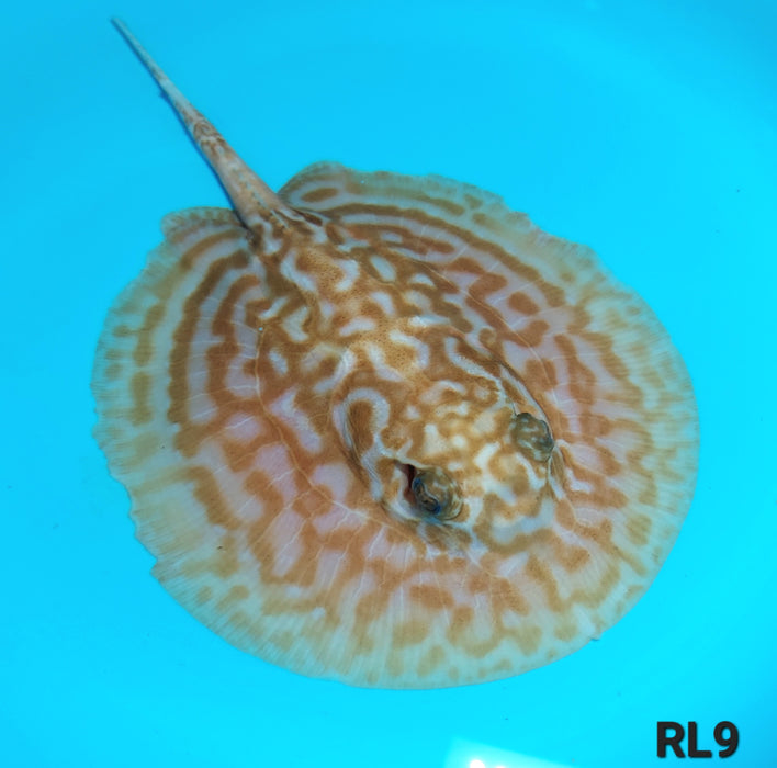 Albino Red Lucy Pearl Hybrid Stingray (Potamotrygon jabuti sp)