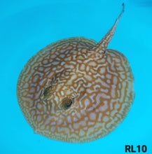 Load image into Gallery viewer, Albino Red Lucy Pearl Hybrid Stingray (Potamotrygon jabuti sp)
