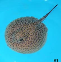 Load image into Gallery viewer, Designer Hybrid Stingray (Potamotrygon sp)
