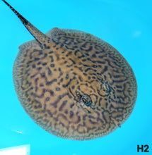 Load image into Gallery viewer, Designer Hybrid Stingray (Potamotrygon sp)

