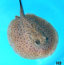 Load image into Gallery viewer, Designer Hybrid Stingray (Potamotrygon sp)

