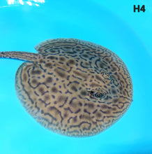 Load image into Gallery viewer, Designer Hybrid Stingray (Potamotrygon sp)
