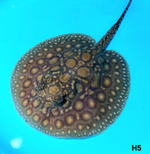Load image into Gallery viewer, Designer Hybrid Stingray (Potamotrygon sp)
