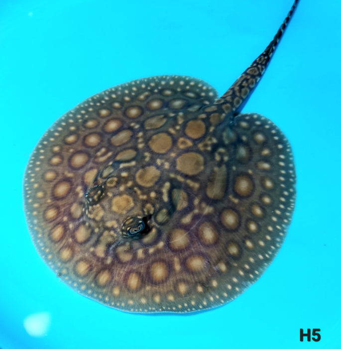 Designer Hybrid Stingray (Potamotrygon sp)