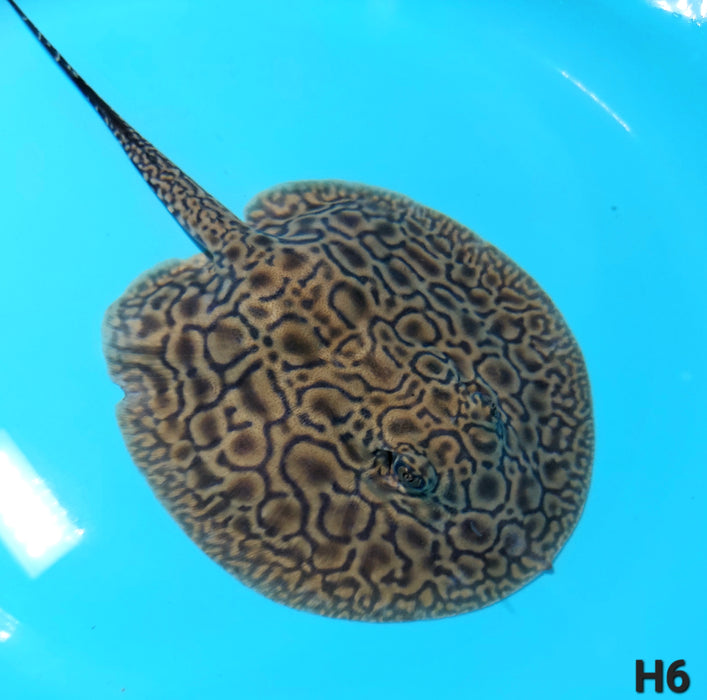 Designer Hybrid Stingray (Potamotrygon sp)
