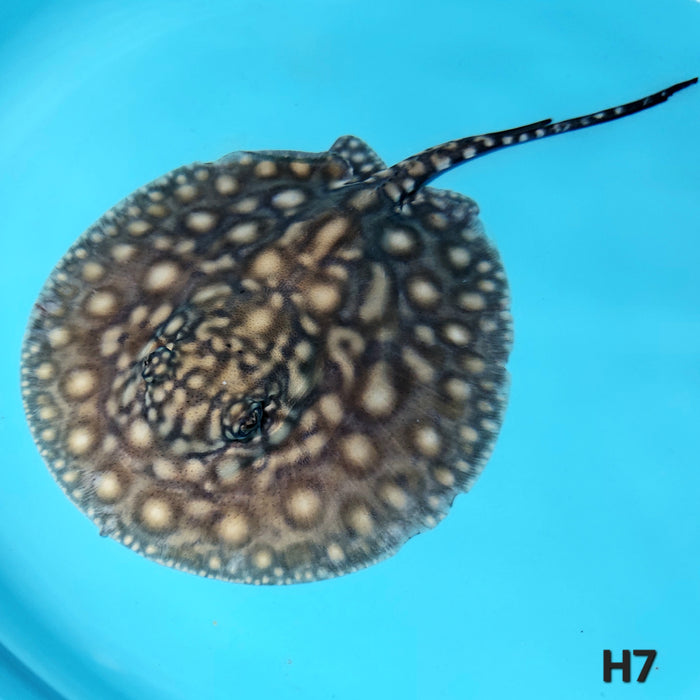 Designer Hybrid Stingray (Potamotrygon sp)
