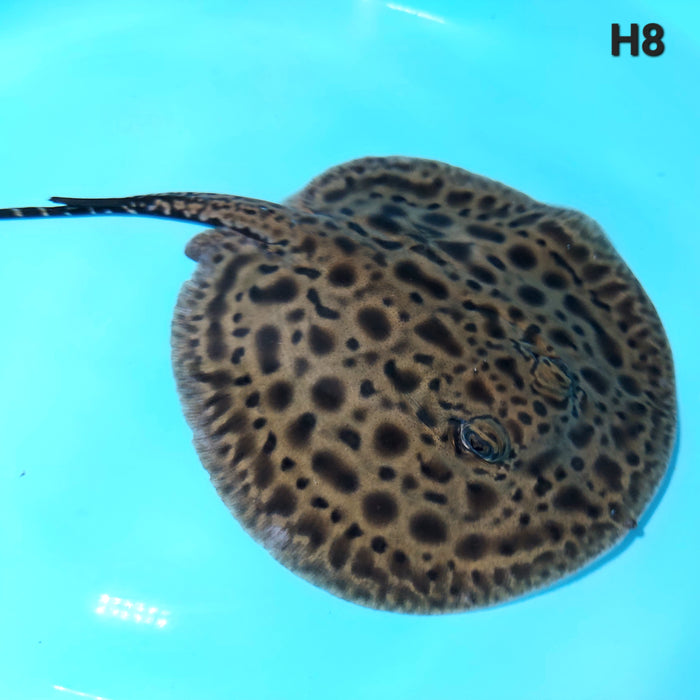 Designer Hybrid Stingray (Potamotrygon sp)