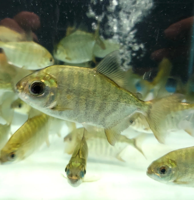 Green Tiger / Zebra Silver Dollar (Metynnis sp)