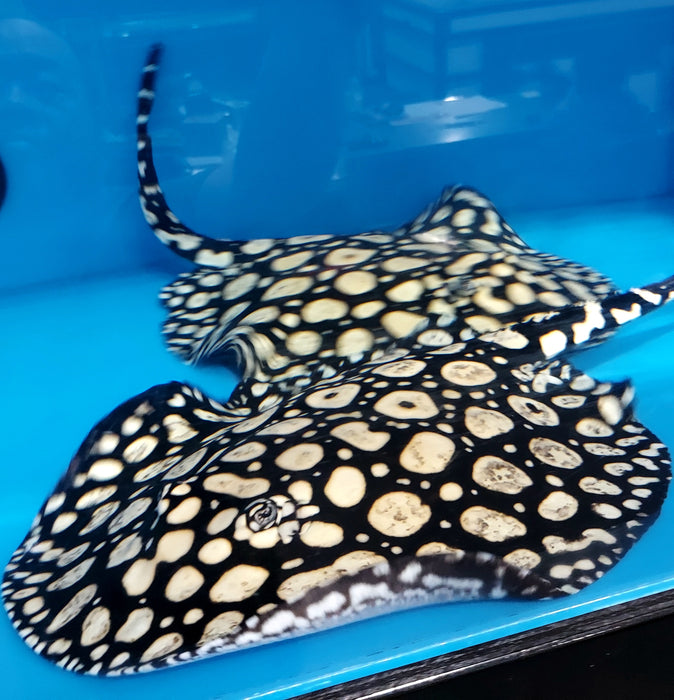 Super Spot Black Diamond Stingray (Potamotrygon leopoldi)