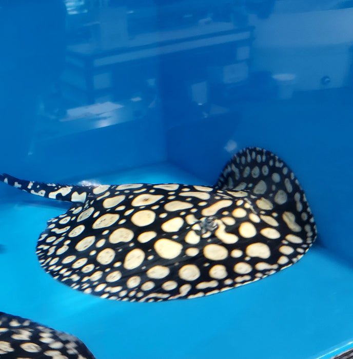 Super Spot Black Diamond Stingray (Potamotrygon leopoldi)