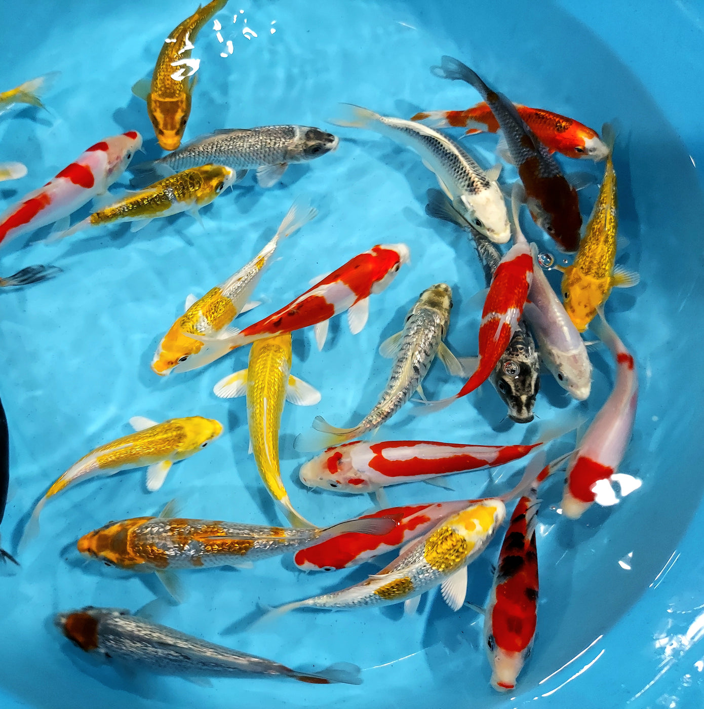 Assorted Premium Select Grade Koi Fish (Cyprinus carpio) — Predatory Fins