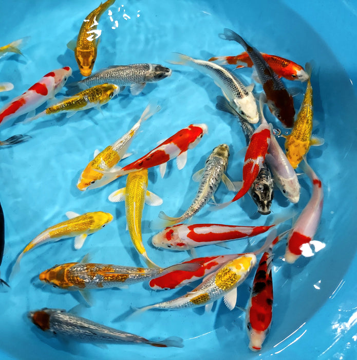 Assorted Premium Select Grade Koi Fish (Cyprinus carpio)