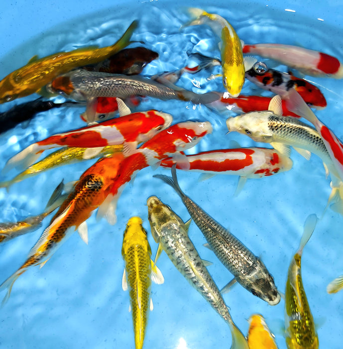 Assorted Premium Select Grade Koi Fish (Cyprinus carpio)
