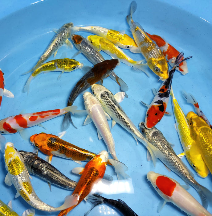 Assorted Premium Select Grade Koi Fish (Cyprinus carpio)