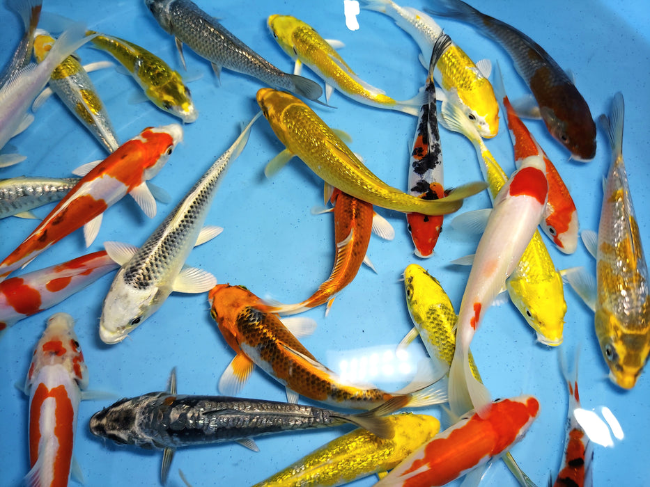Assorted Premium Select Grade Koi Fish (Cyprinus carpio)