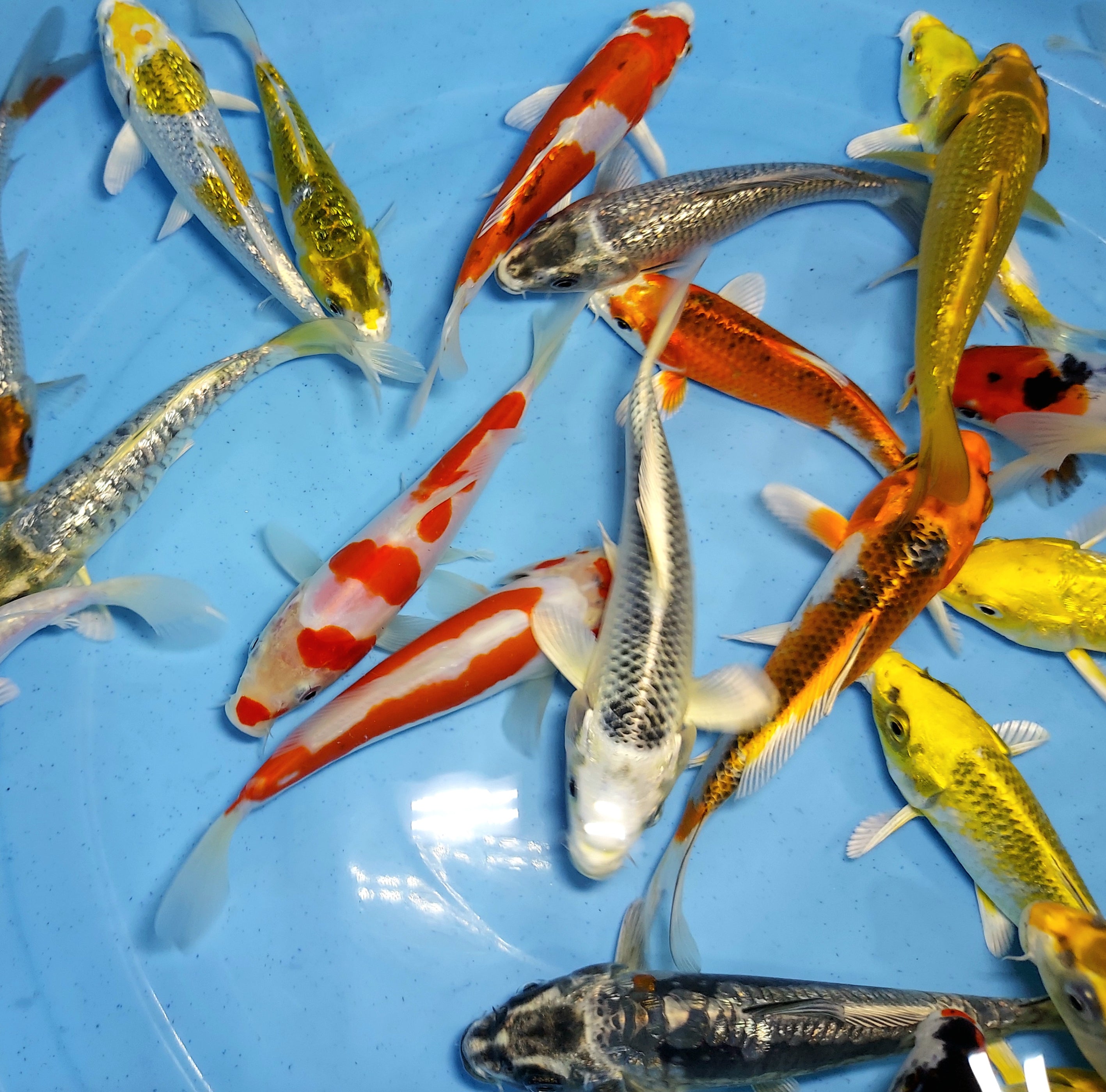 Assorted Premium Select Grade Koi Fish (Cyprinus carpio) — Predatory Fins