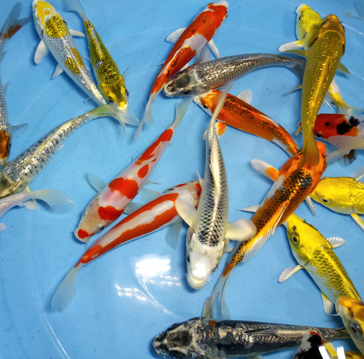 Assorted Premium Select Grade Koi Fish (Cyprinus carpio)