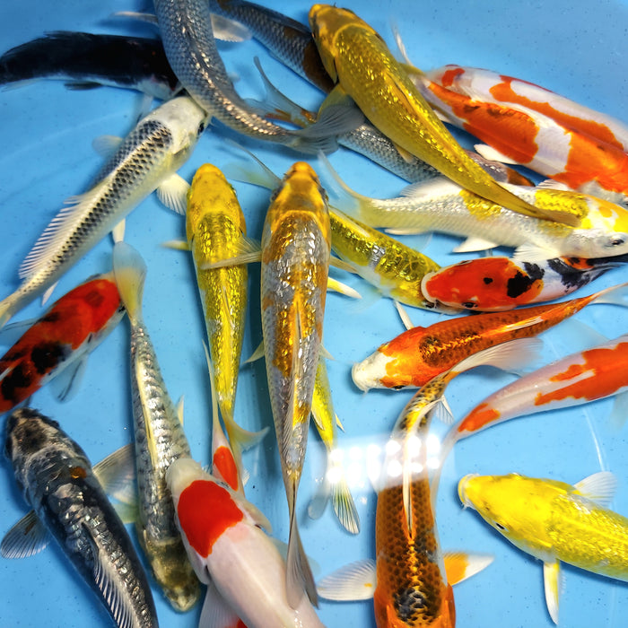 Assorted Premium Select Grade Koi Fish (Cyprinus carpio)