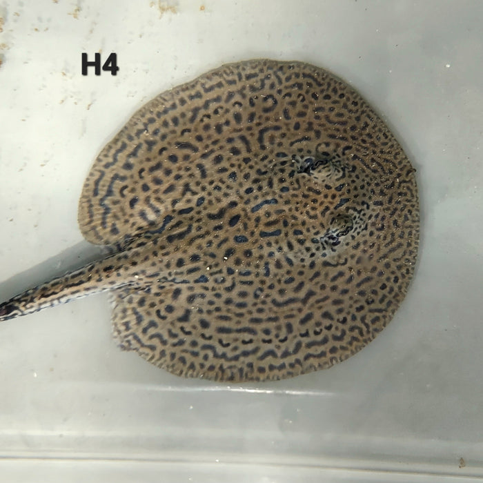 Designer Hybrid Stingray (Potamotrygon sp)