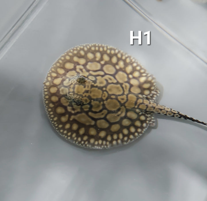 Designer Hybrid Stingray (Potamotrygon sp)