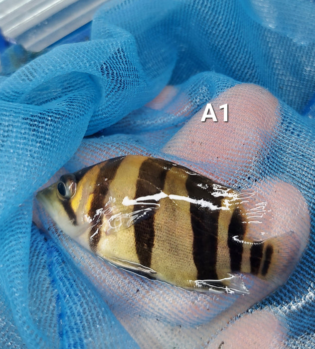 3 Bar Indo Datnoid Tiger Fish (Datnioides microlepis)