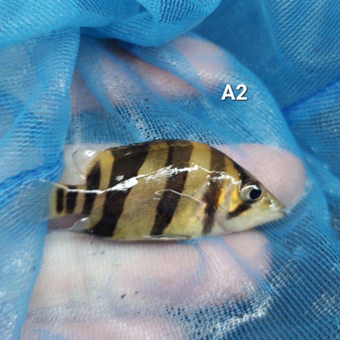 3 Bar Indo Datnoid Tiger Fish (Datnioides microlepis)