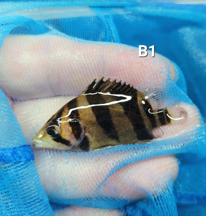 3 Bar Indo Datnoid Tiger Fish (Datnioides microlepis)