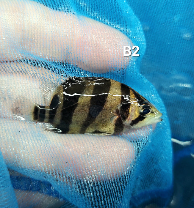 3 Bar Indo Datnoid Tiger Fish (Datnioides microlepis)