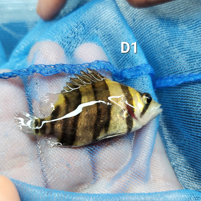 3 Bar Indo Datnoid Tiger Fish (Datnioides microlepis)