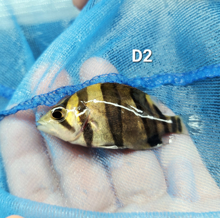 3 Bar Indo Datnoid Tiger Fish (Datnioides microlepis)