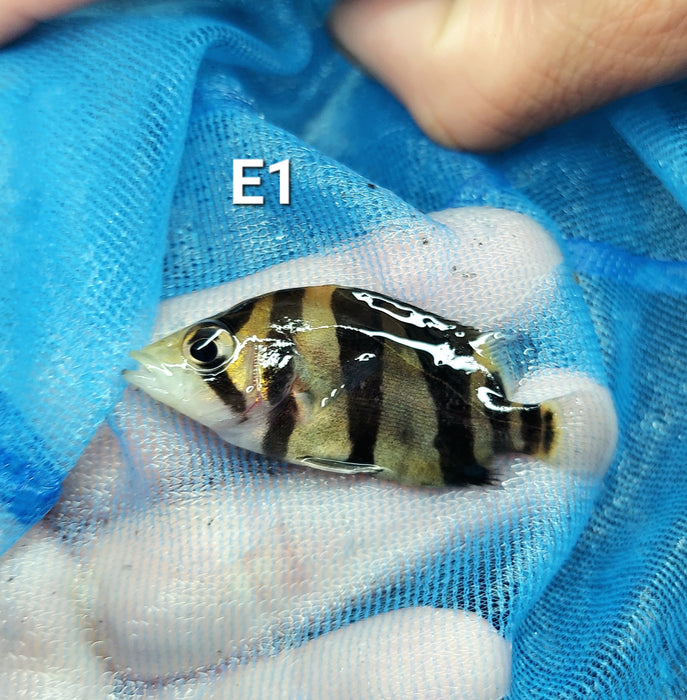 3 Bar Indo Datnoid Tiger Fish (Datnioides microlepis)