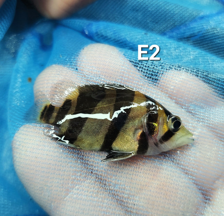 3 Bar Indo Datnoid Tiger Fish (Datnioides microlepis)