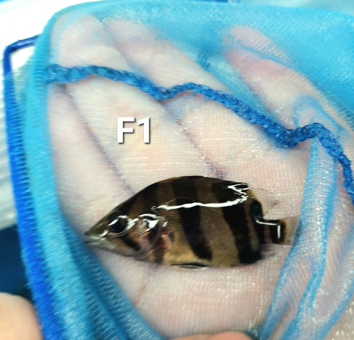 3 Bar Indo Datnoid Tiger Fish (Datnioides microlepis)