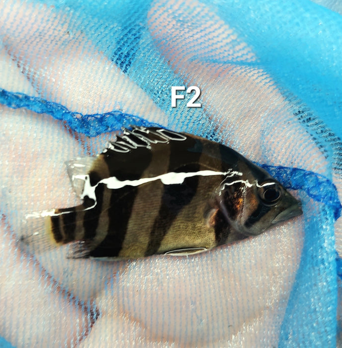 3 Bar Indo Datnoid Tiger Fish (Datnioides microlepis)