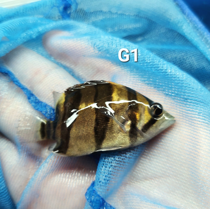 3 Bar Indo Datnoid Tiger Fish (Datnioides microlepis)