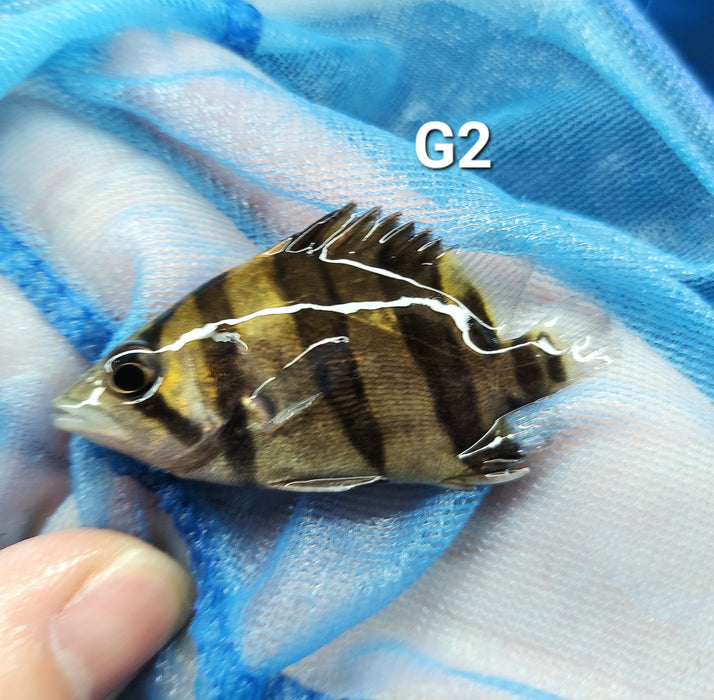 3 Bar Indo Datnoid Tiger Fish (Datnioides microlepis)