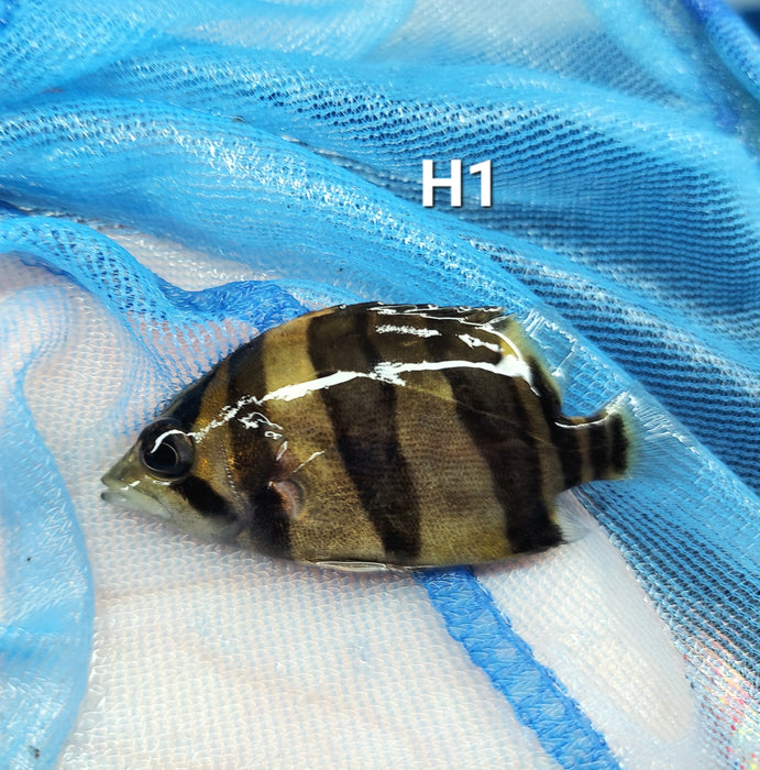 3 Bar Indo Datnoid Tiger Fish (Datnioides microlepis)