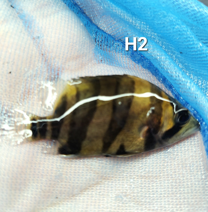 3 Bar Indo Datnoid Tiger Fish (Datnioides microlepis)