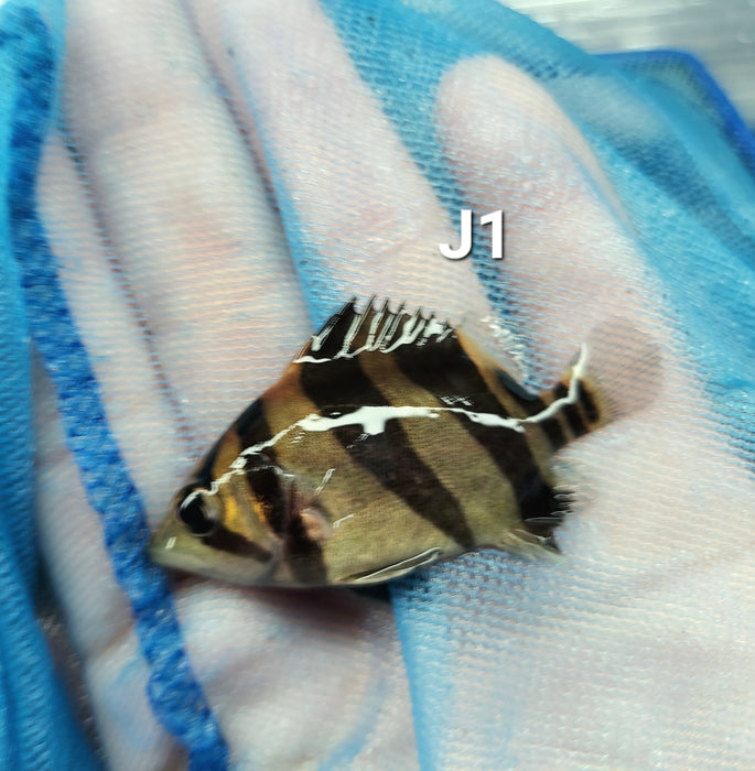 3 Bar Indo Datnoid Tiger Fish (Datnioides microlepis)